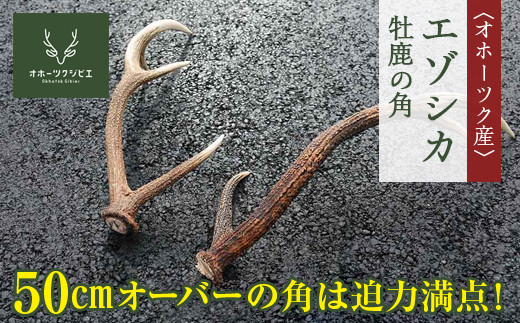 オホーツク産エゾシカ 牡鹿の角 ( ふるさと納税 エゾ鹿 天然素材