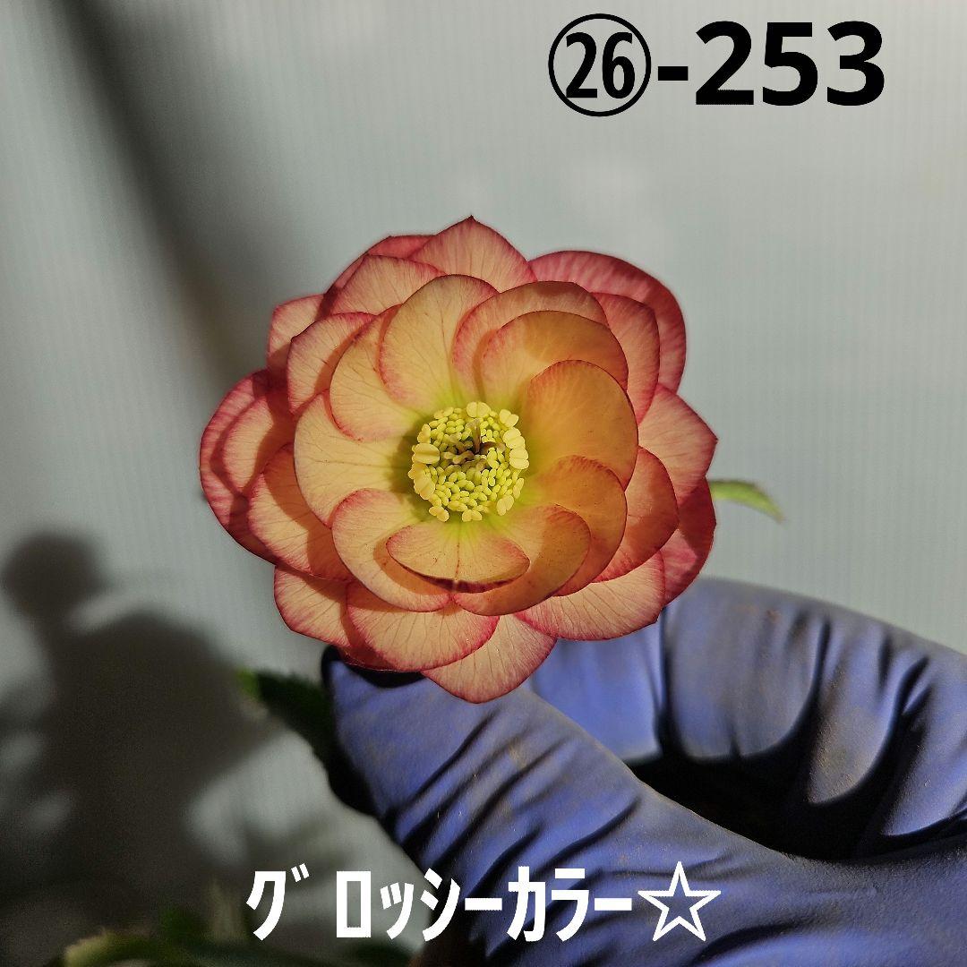 ㉖-253クリスマスローズ 園芸ネット本店｜曽田園芸さんのクリスマスローズ：25-33大輪系ダブル
